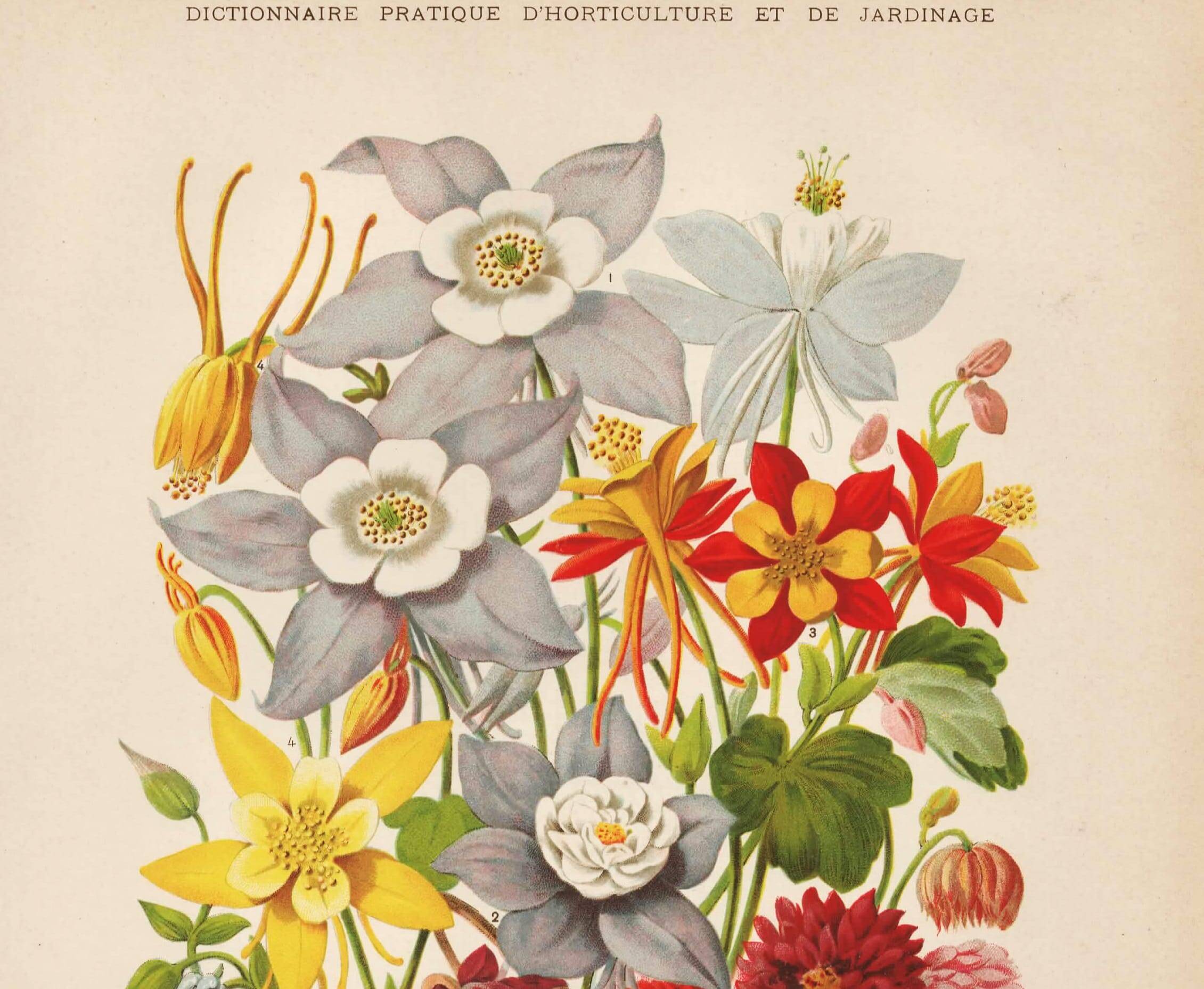 Botanical Engraving 1898 - Aquilegia - Flower in vintage chromolithography