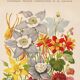 Botanical Engraving 1898 - Aquilegia - Flower in vintage chromolithography