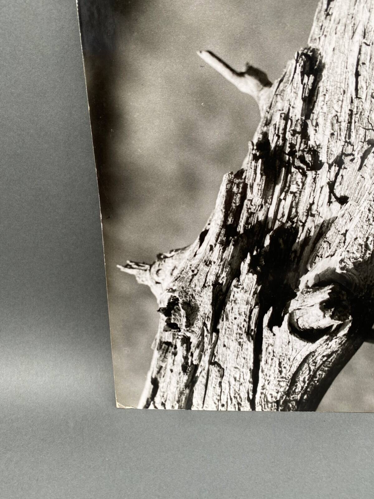 Silver gelatin photograph by Bernard Darot, 20th century study, Nantes Photo Club AFIAP