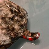 Ceramic set Arlette Roux Vallauris 1950s