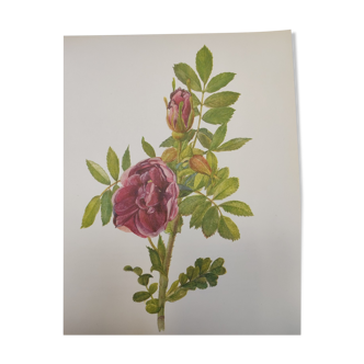 Rose botanical board - Vintage original from 1968 - Carmen