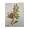 Rose botanical board - Vintage original from 1968 - Carmen