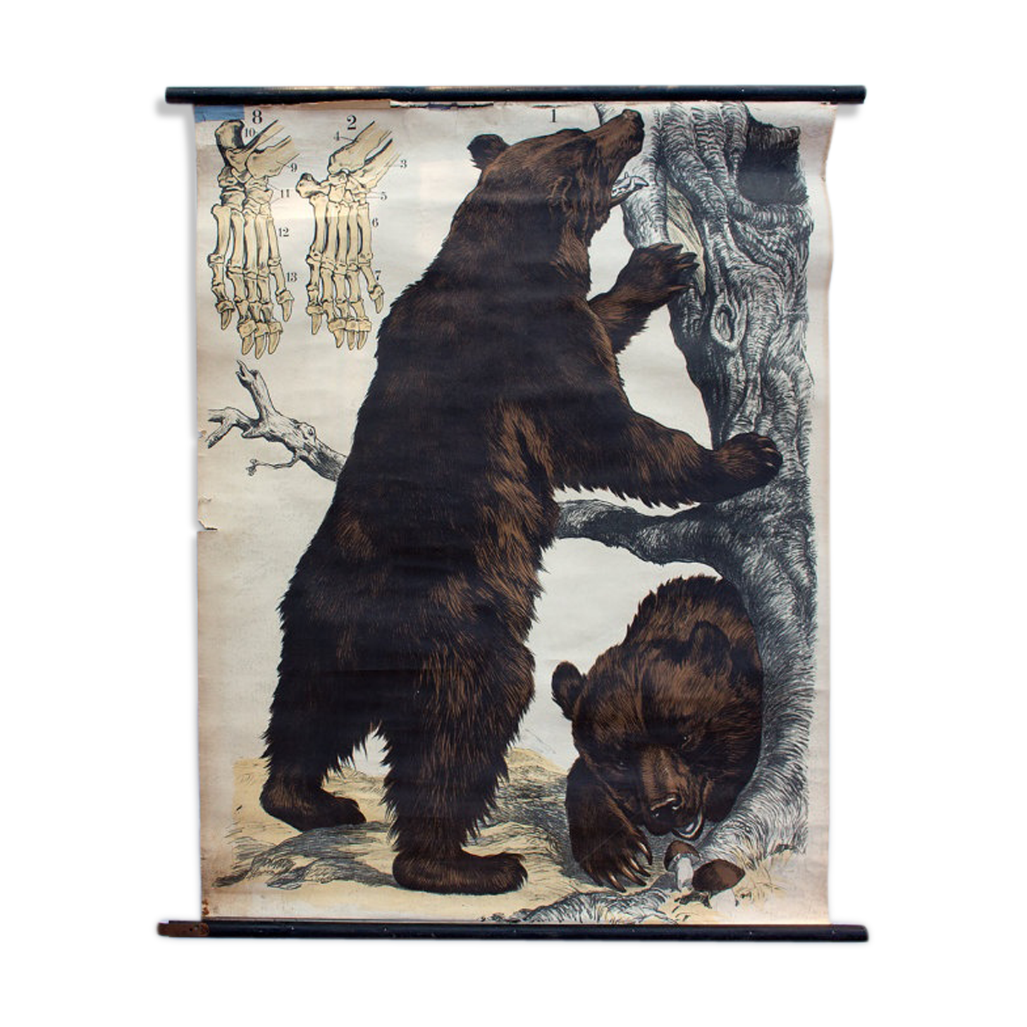 Poster "Brown bear" lithograph by J. F. Schreiber 1893