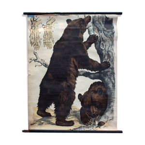 Affiche Ours brun