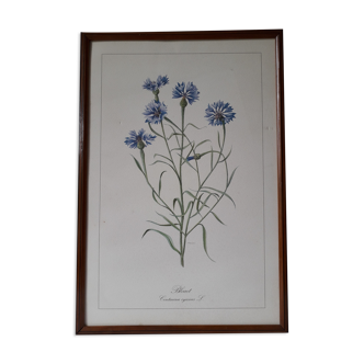 Lithography botanical engraving