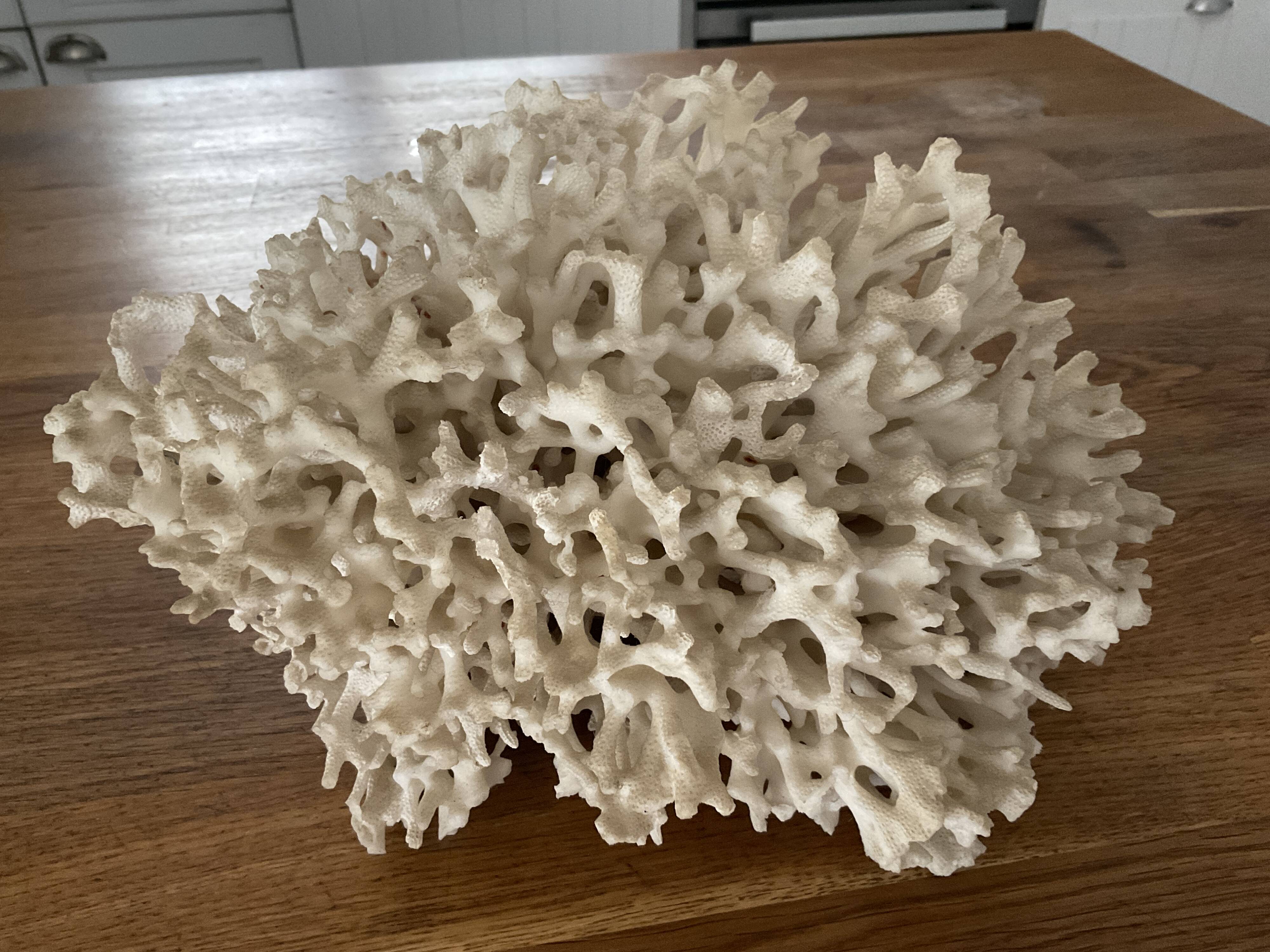 Corail Blanc / Corail nid . Ancien  . 32 cm x 24 cm