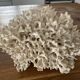 Corail Blanc / Corail nid . Ancien  . 32 cm x 24 cm