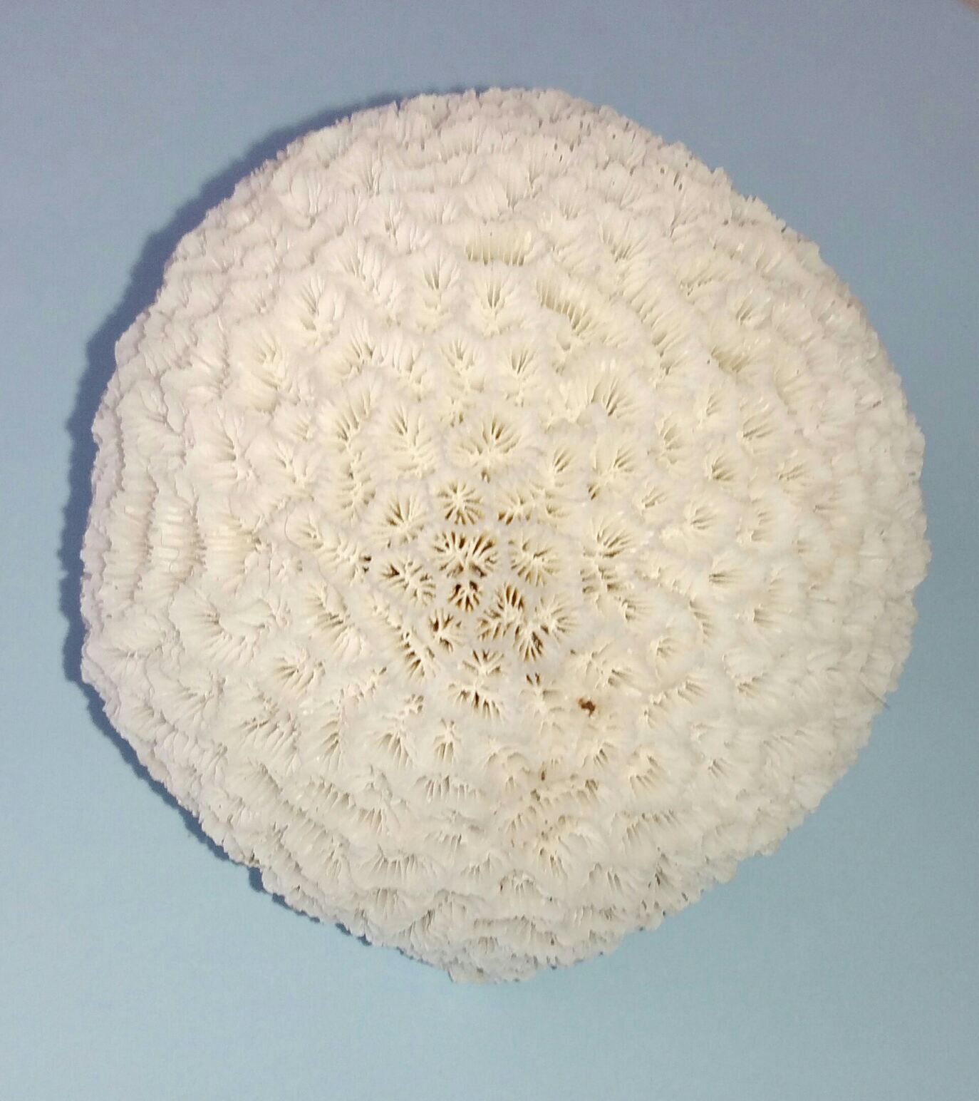 Old white ball coral