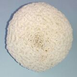 Old white ball coral