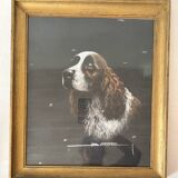 Pastel framed English Springer Spaniel dog