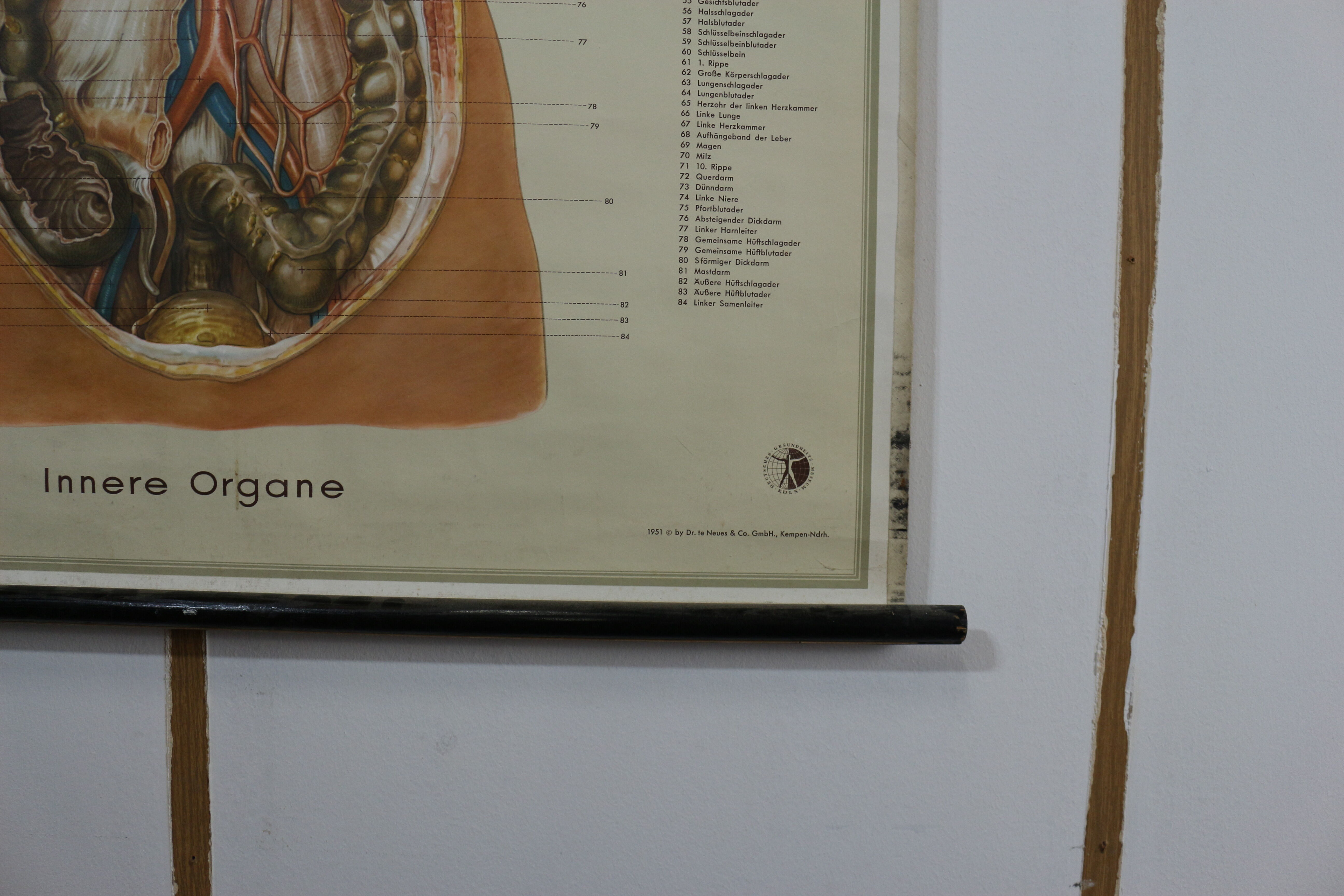 Anatomical school poster