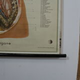 Anatomical school poster