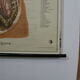 Anatomical school poster