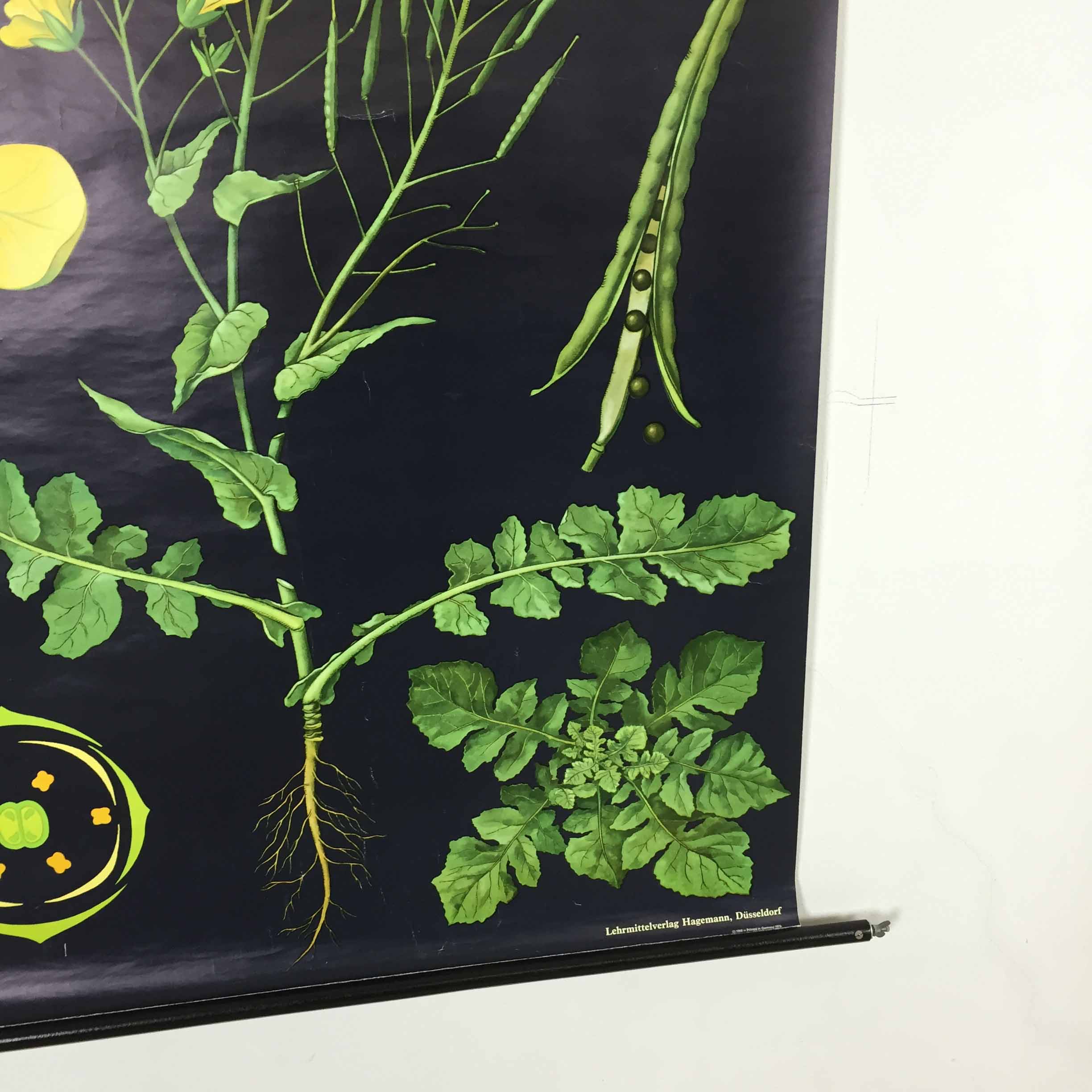 Vintage educational pull-down chart Jung Koch Quentell school map illustration