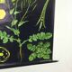 Vintage educational pull-down chart Jung Koch Quentell school map illustration