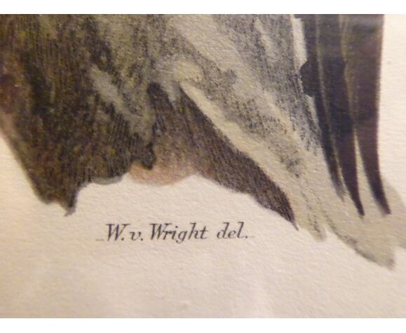 Natural History Color Lithography Tridactyl Pic 1929