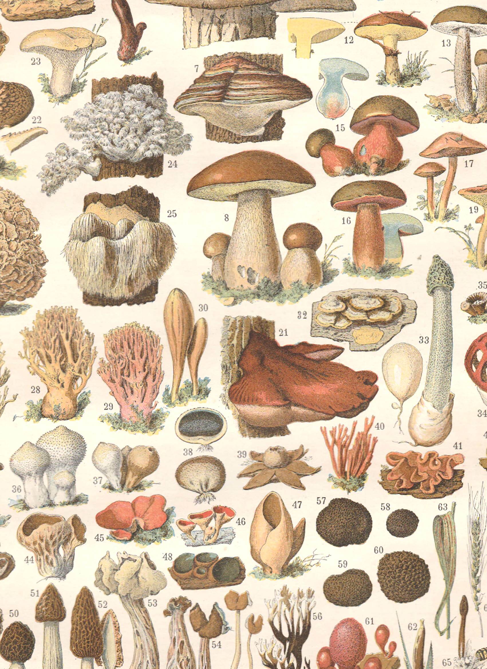 Lithograph plate mushrooms 1900