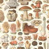 Planche lithographie champignons 1900