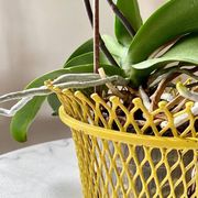 Mathieu Matégot round metal cache pot in yellow, France 1950s
