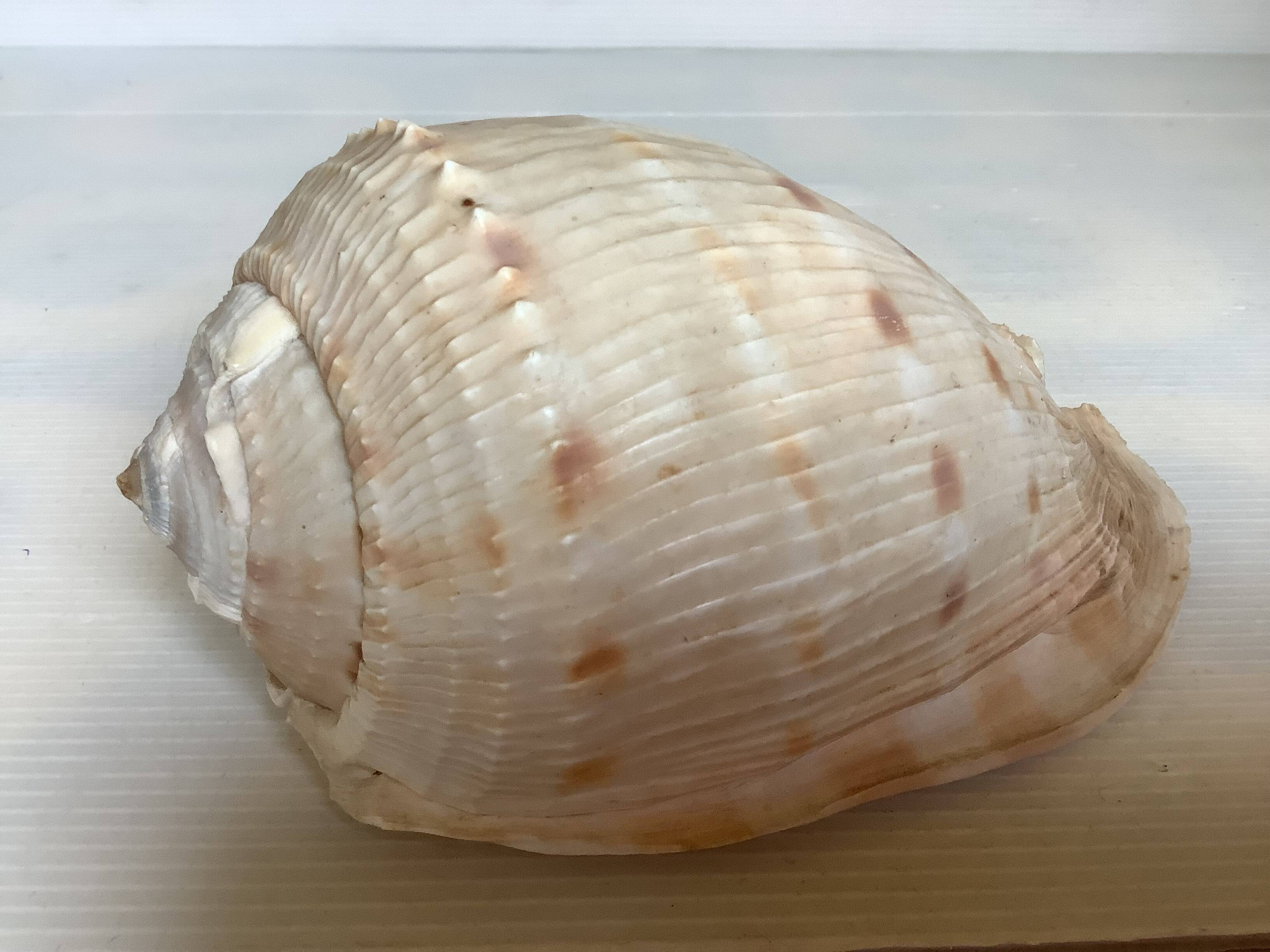Queen's helmet shell