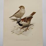Planche oiseaux Années 60 - Moineau Domestique - Illustration animal vintage