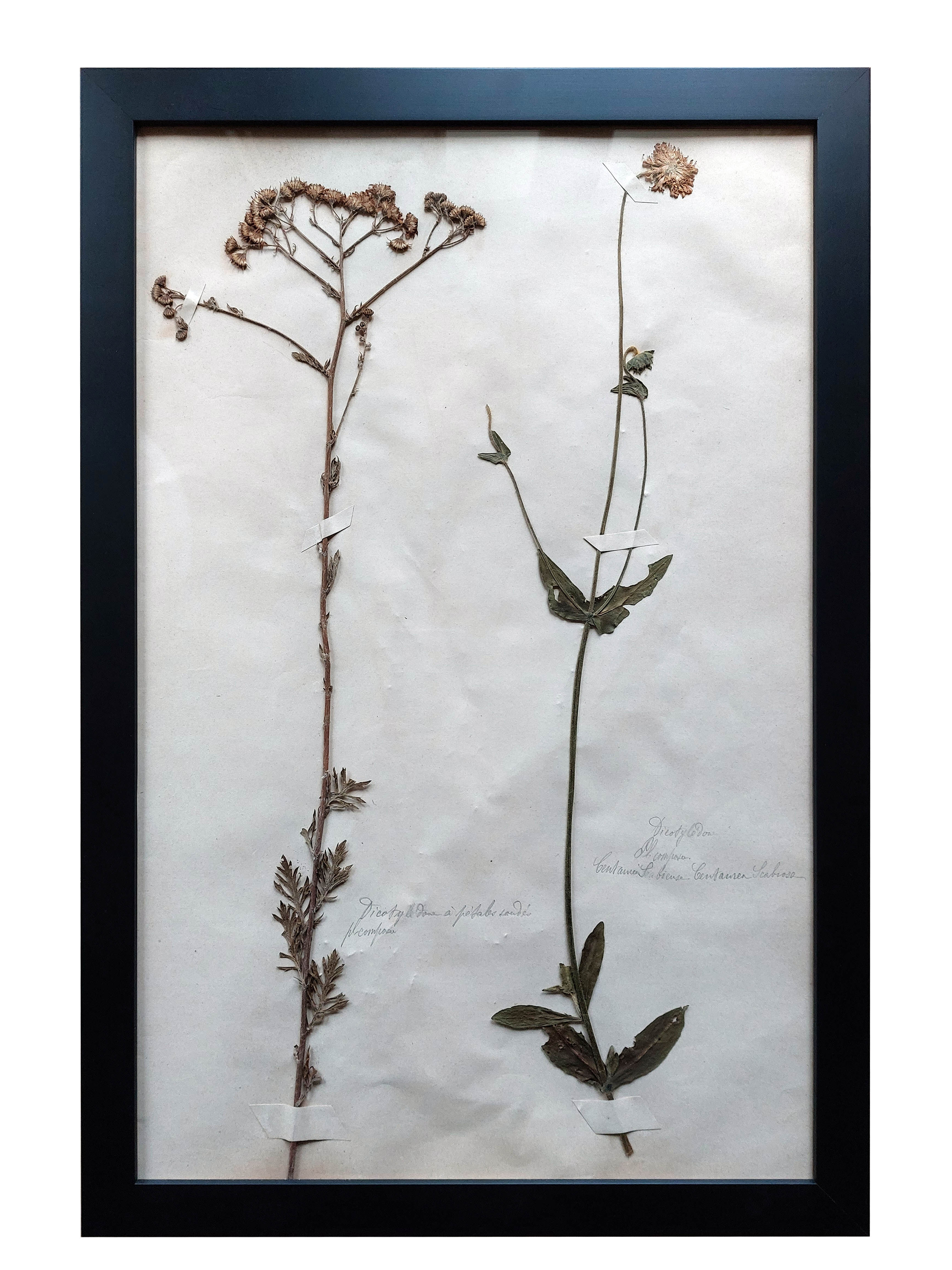 Old Herbarium 1894 four framed plates