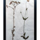 Old Herbarium 1894 four framed plates