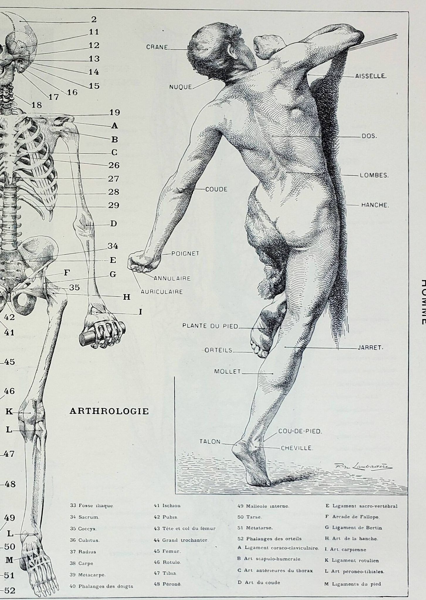 Antique engraving 1928, Man, anatomy, biology, medicine • Lithograph, original illustration
