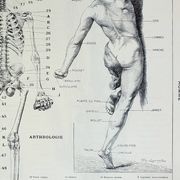 Antique engraving 1928, Man, anatomy, biology, medicine • Lithograph, original illustration