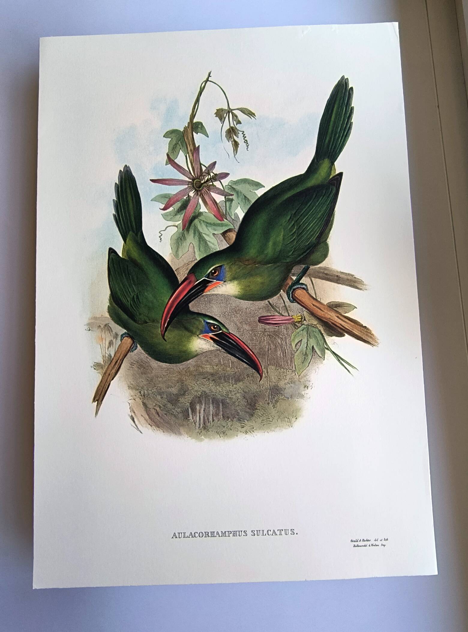 Illustration vintage. Toucanet à bec sillonné de J.Gould. 33x49 cm. oiseau