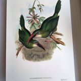 Illustration vintage. Toucanet à bec sillonné de J.Gould. 33x49 cm. oiseau
