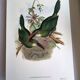 Vintage illustration. J. Gould's Furrow-billed Toucanet. 33x49 cm. Bird