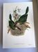 Vintage illustration. J. Gould's Furrow-billed Toucanet. 33x49 cm. Bird