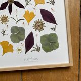 Herbier encadré Matisse