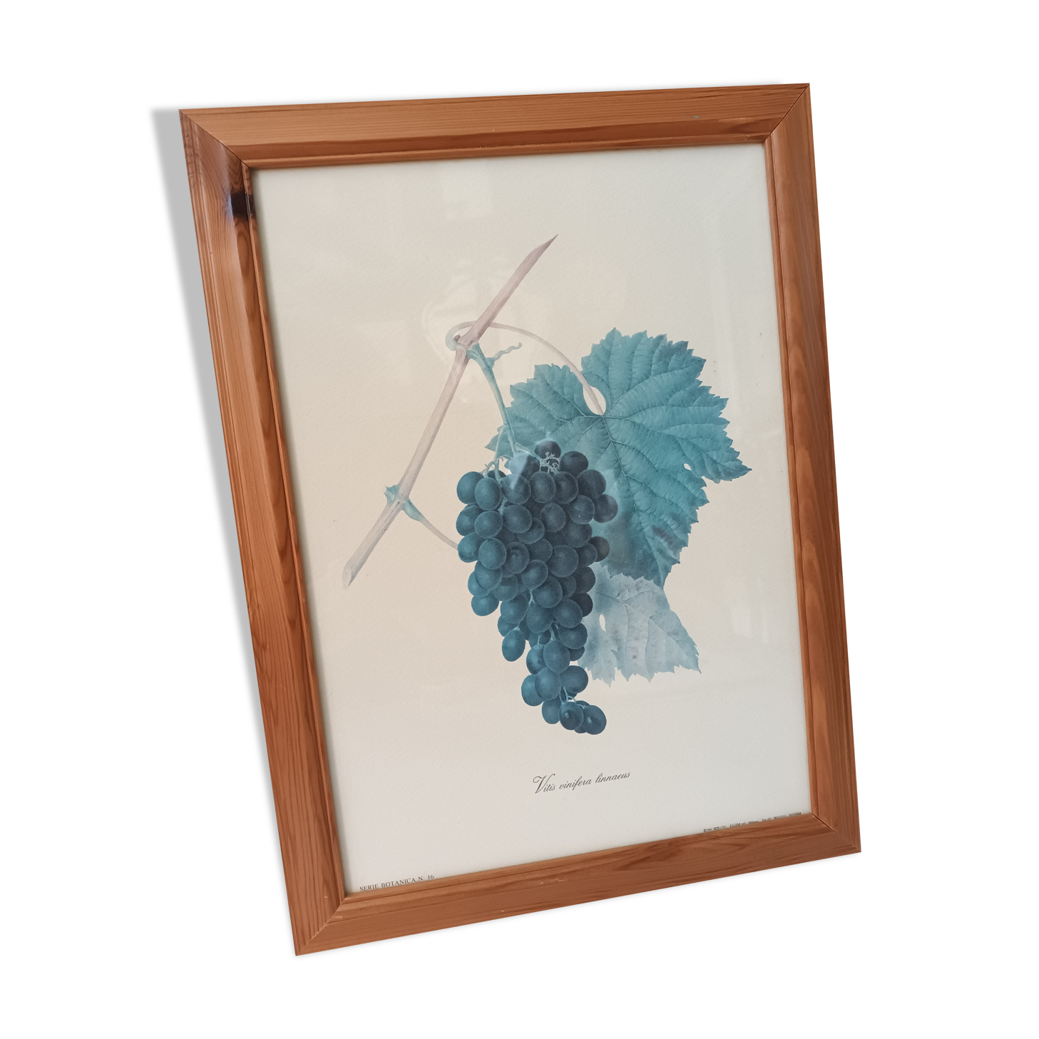 Botanical lithographs bunch of grapes