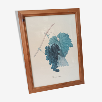 Botanical lithographs bunch of grapes