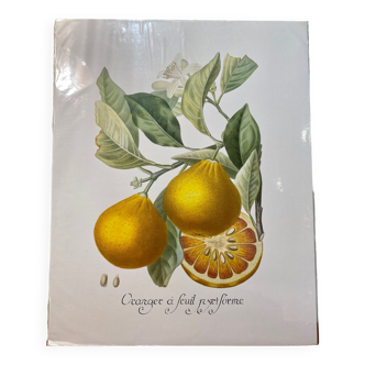 Risso citrus lithograph