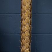20thC FRENCH PALM TREE FLOOR LAMP, CHRISTIAN TECHOUEYRES FOR MAISON JANSEN