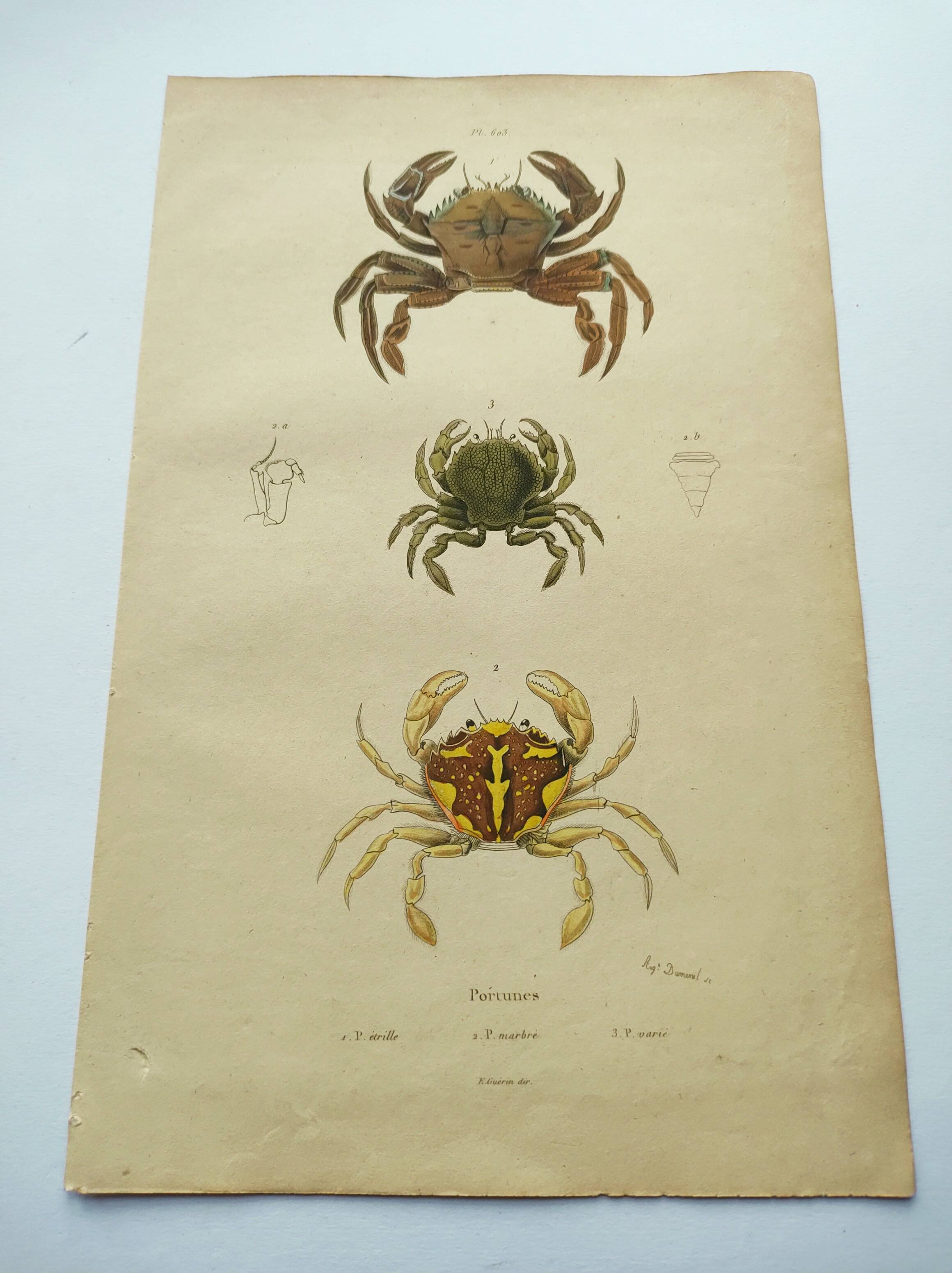 Antique engravings from 1839 - Portune crabs - Hand-colored plate