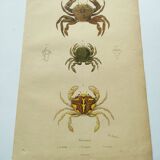 Gravures ancienne de 1839 -Crabes Portunes- Planche coloriée à la main