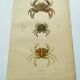 Antique engravings from 1839 - Portune crabs - Hand-colored plate