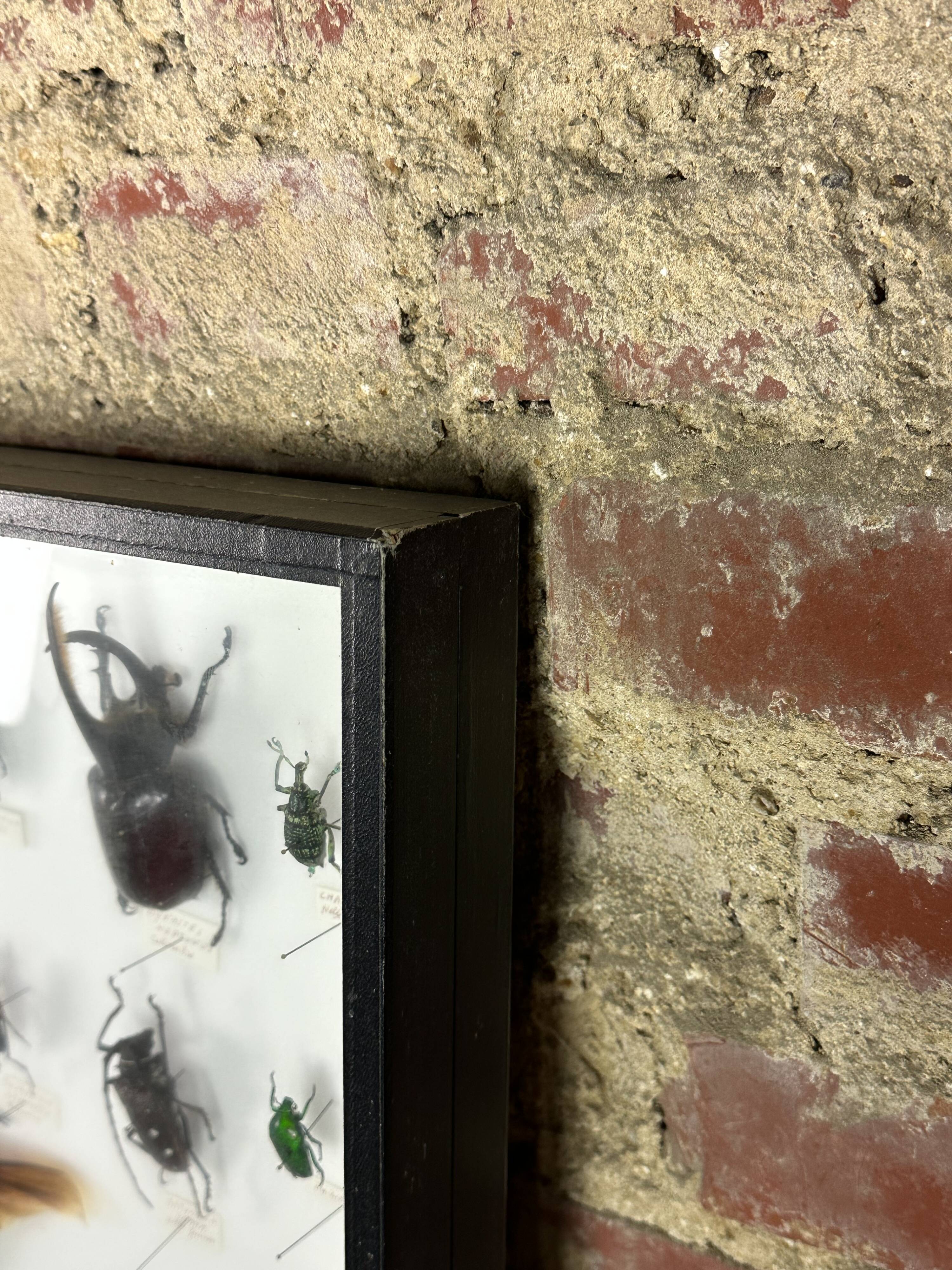 Old entomological insect frame 21 species