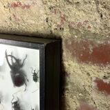 Old entomological insect frame 21 species