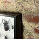 Old entomological insect frame 21 species