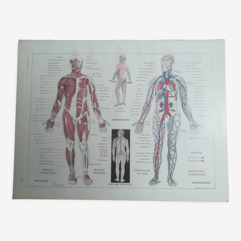 Lithograph on the human body from 1928