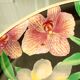 Vintage "orchid" tray in printed braided vegetable fiber & brass