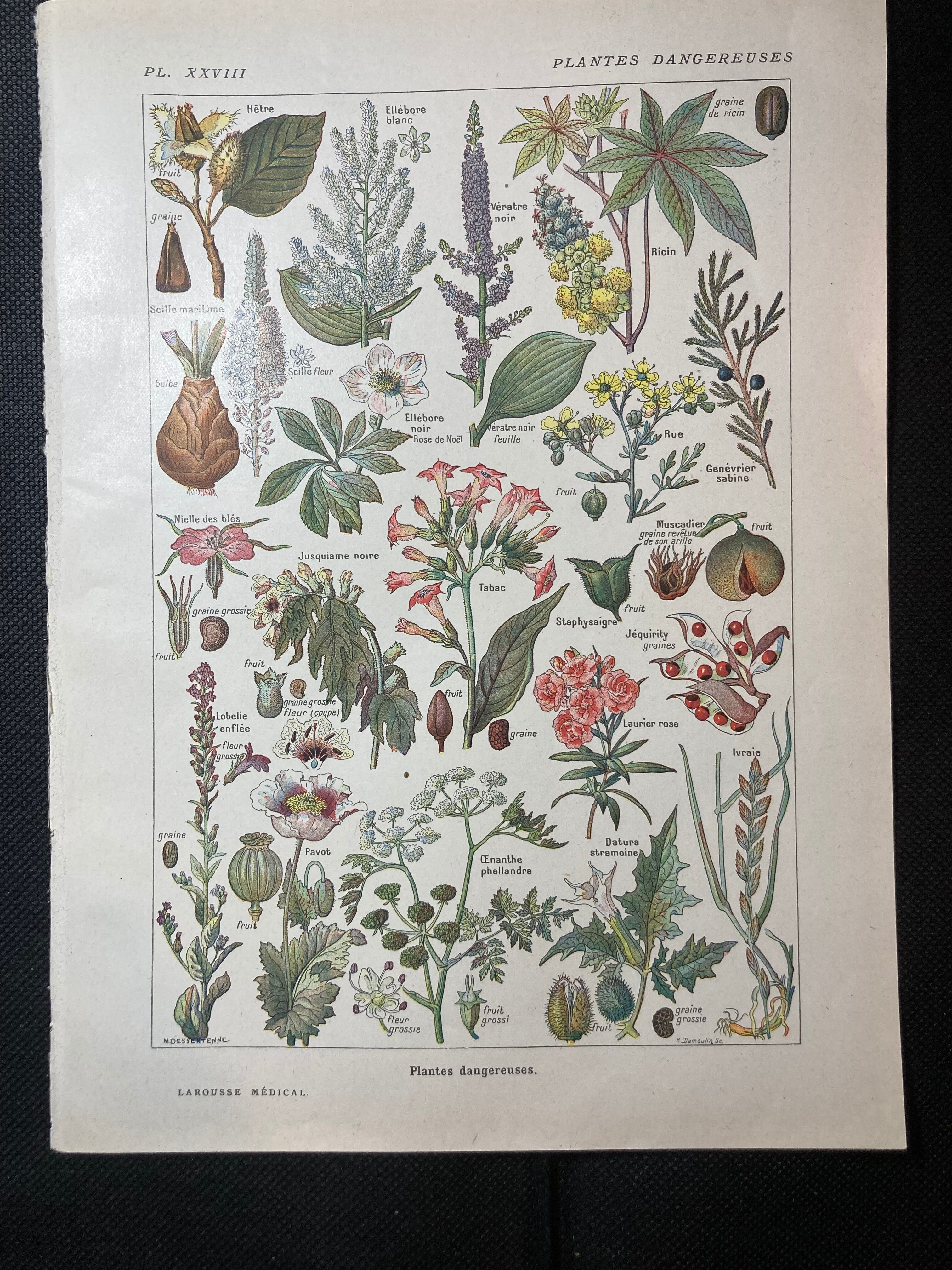 Lithograph on dangerous plants from 1920 "poppy"