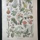 Lithograph on dangerous plants from 1920 "poppy"