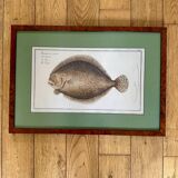 Old lithograph Morubel, the turbot