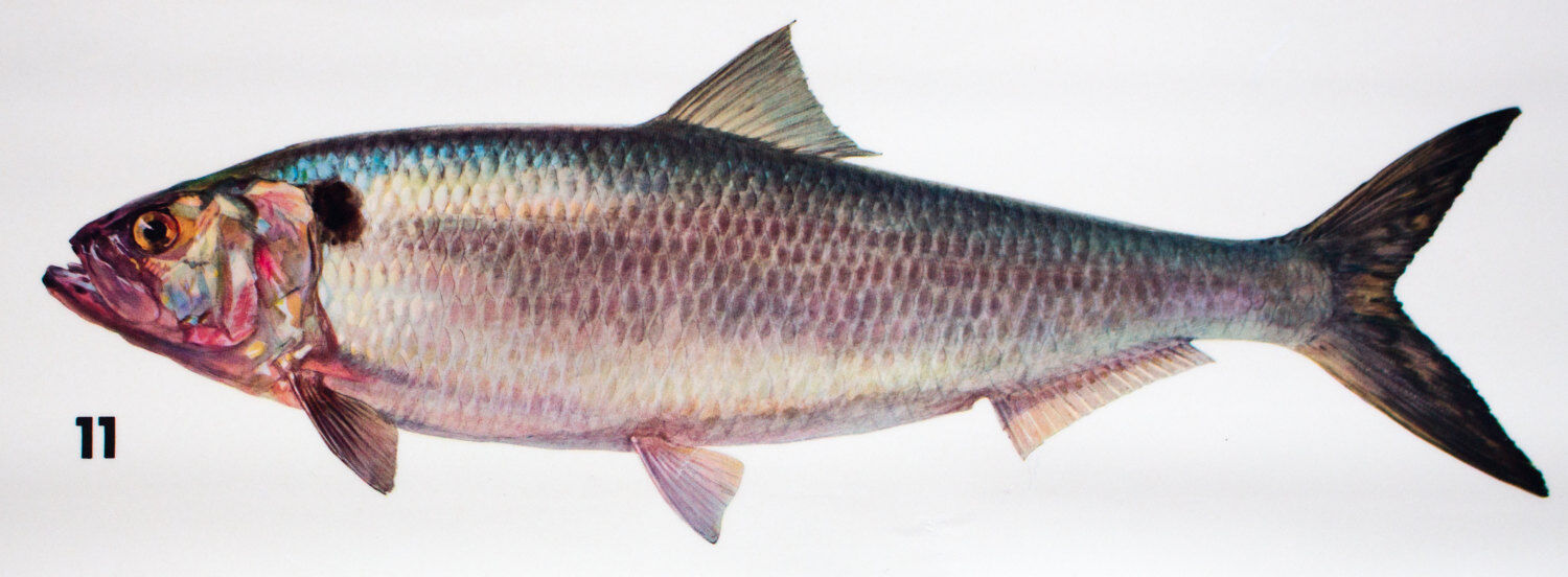 Displays educational marine fish